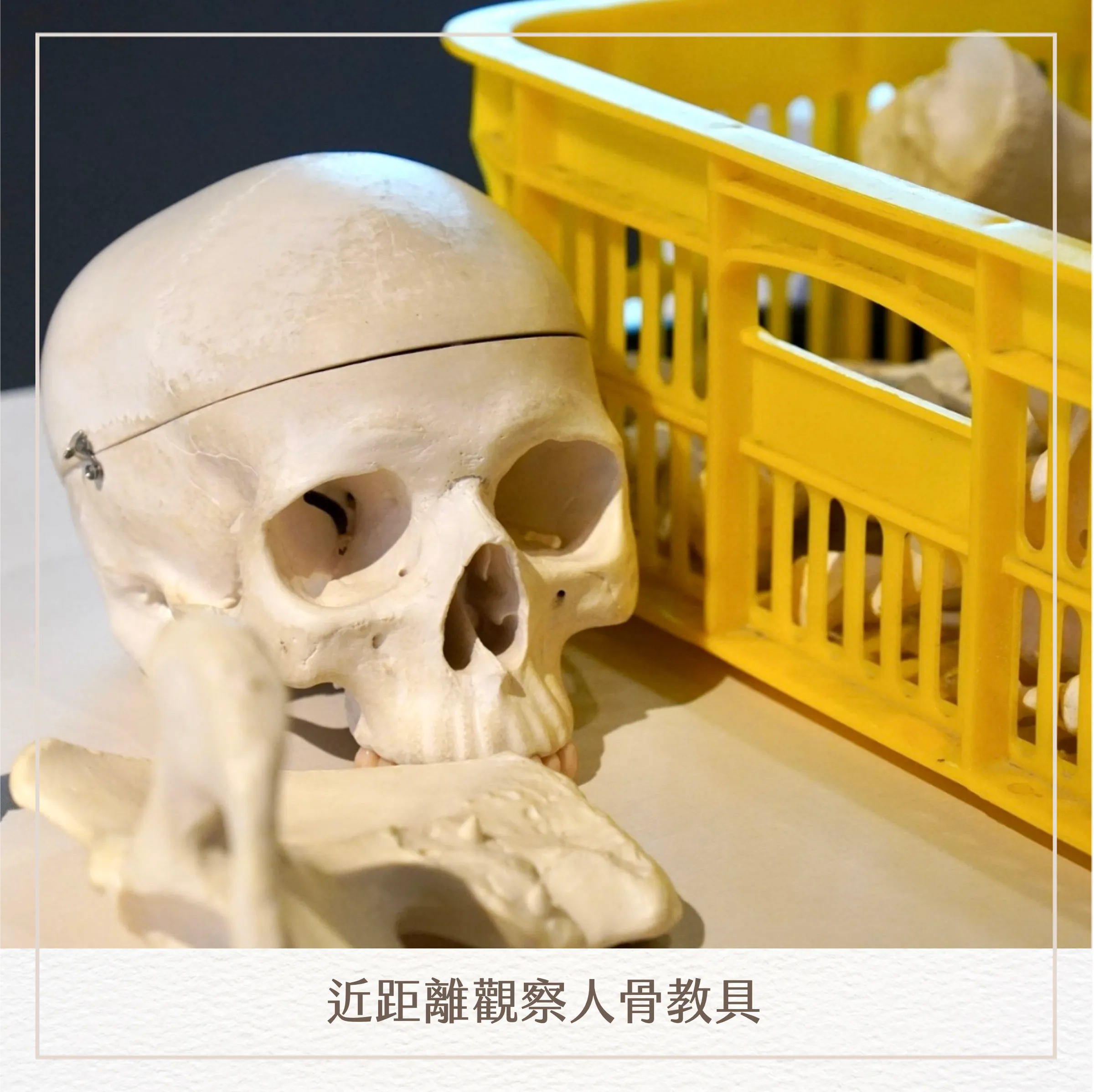 人骨開箱|主題課程